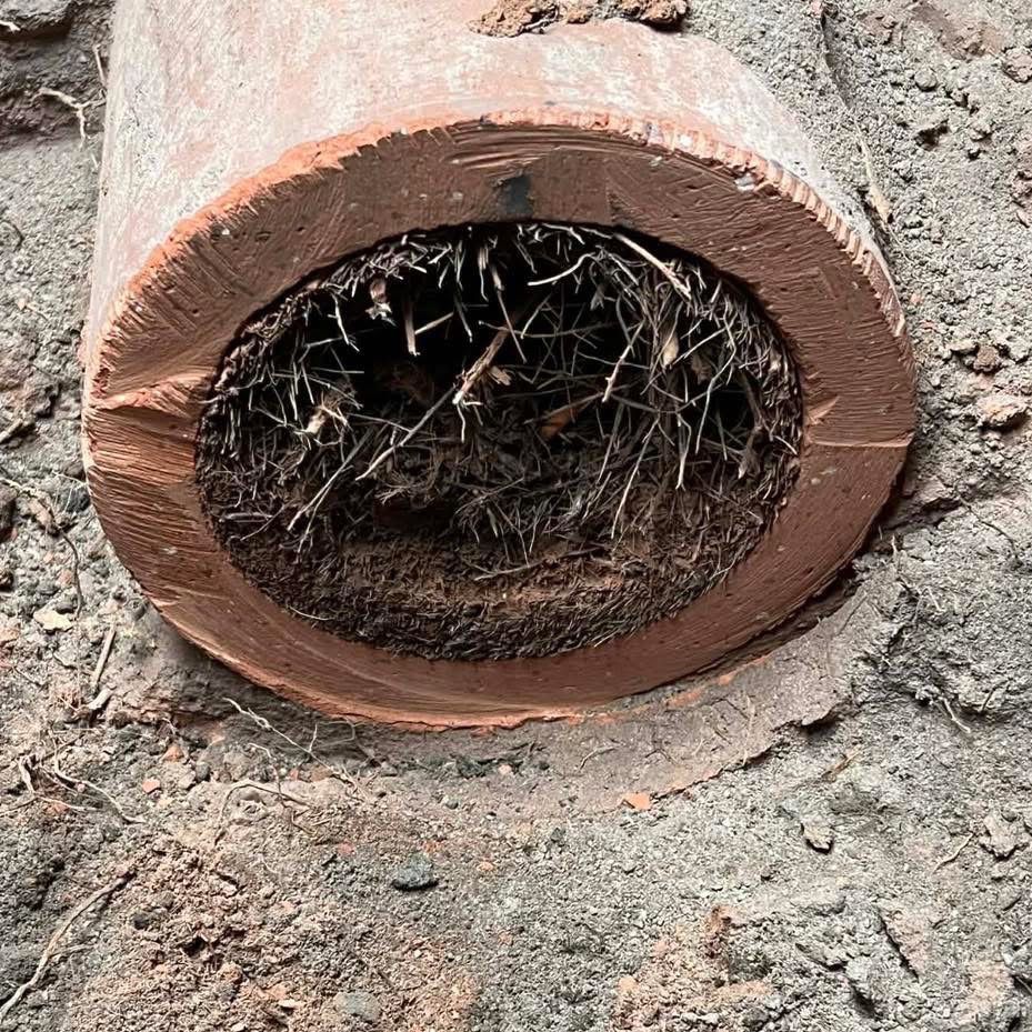 Clay sewer pipe filled with tree root intrusion