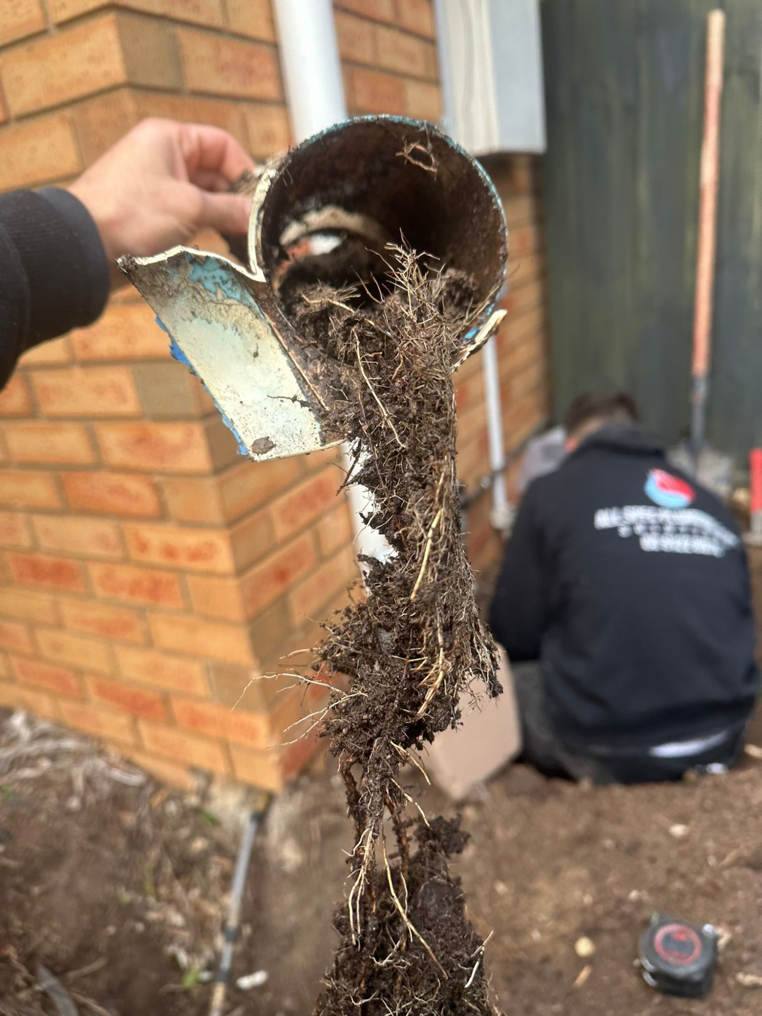 Severely root-blocked drain pipe removed from ground